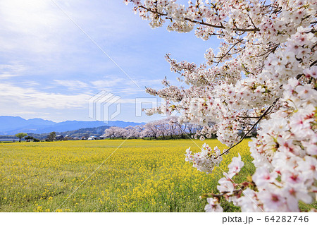 藤原宮跡　満開の桜と菜の花 64282746