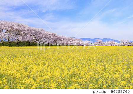 藤原宮跡　満開の桜と菜の花 64282749