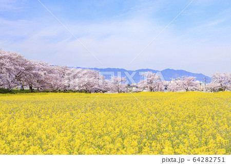 藤原宮跡 満開の桜と菜の花 藤原宮跡 満開の桜と菜の花 64282751