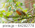 ロビン 64282778