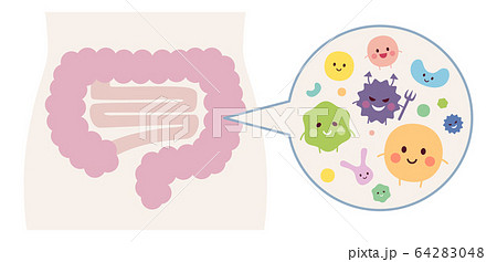腸内環境　細菌 64283048
