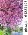 イギリスの桜 64283193