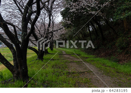 春の散歩道 64283195