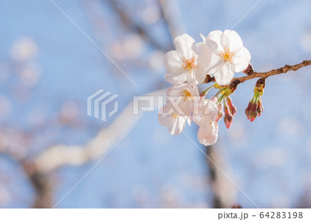 桜 64283198