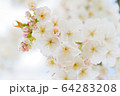 イギリスの桜 64283208