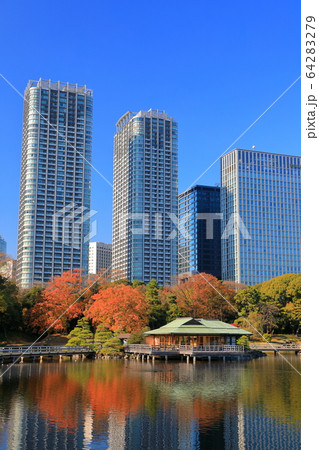 【東京都】浜離宮の紅葉と汐留高層ビル 【東京都】浜離宮の紅葉と汐留高層ビル 64283279