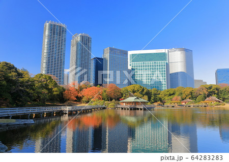 【東京都】浜離宮の紅葉と汐留高層ビル 【東京都】浜離宮の紅葉と汐留高層ビル 64283283