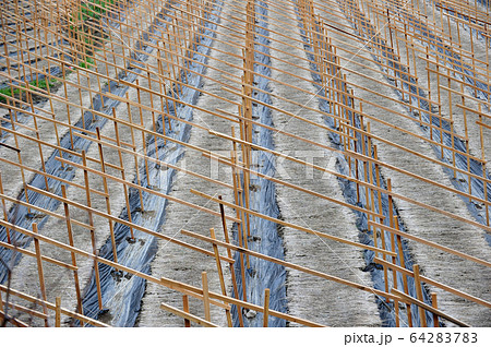 高麗人参 畑 農業 64283783