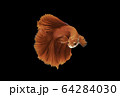 Siamese fighting fish movement on black background. 64284030
