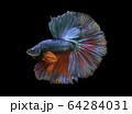 Siamese fighting fish movement on black background. 64284031