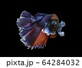 Siamese fighting fish movement on black background. 64284032