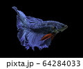 Siamese fighting fish movement on black background. 64284033