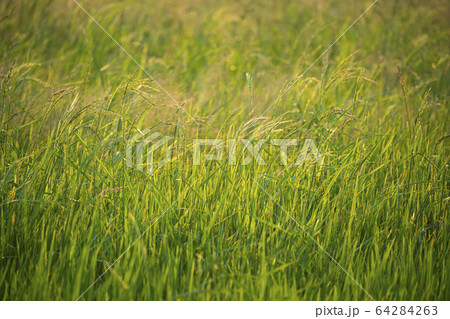 The asia ear of rice in the green field blur The asia ear of rice in the green field blur 64284263