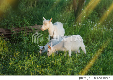 Family goats on a green meadow. Herd of goats 64284697