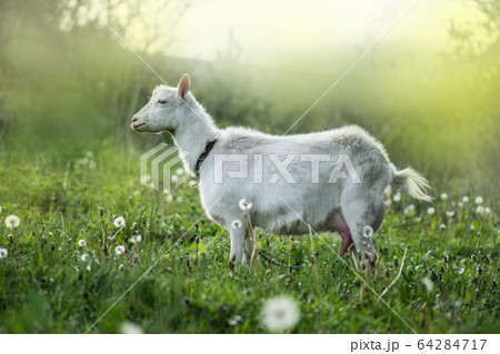 White goat in the yard. Goat in a green field. 64284717