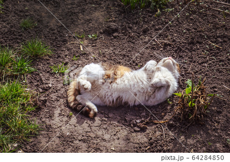 Cat on the grass 64284850