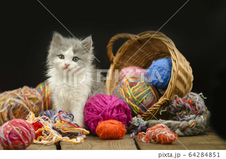 Portrait of cute grey pretty kitten. Funny kitten Portrait of cute grey pretty kitten. Funny kitten 64284851