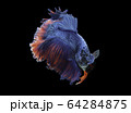 Siamese fighting fish movement on black background. 64284875