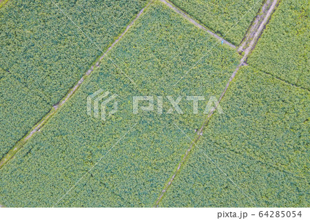 Aerial view of cultivated agricultural soybean 64285054