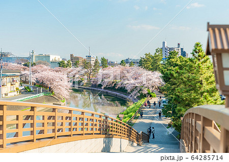 日光街道 国指定名勝 草加松原と桜の風景 64285714