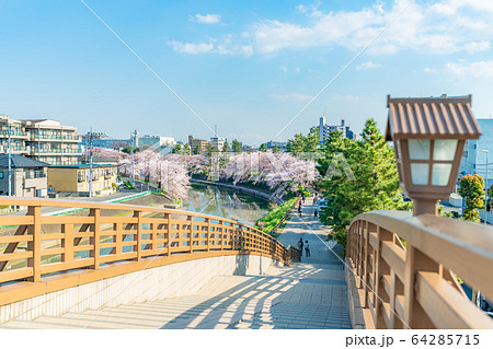 日光街道 国指定名勝 草加松原と桜の風景 64285715