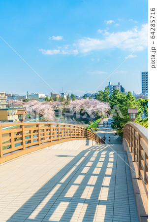 日光街道 国指定名勝 草加松原と桜の風景 日光街道 国指定名勝 草加松原と桜の風景 64285716