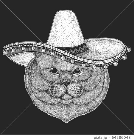 British shorthair cat. Sombrero is 