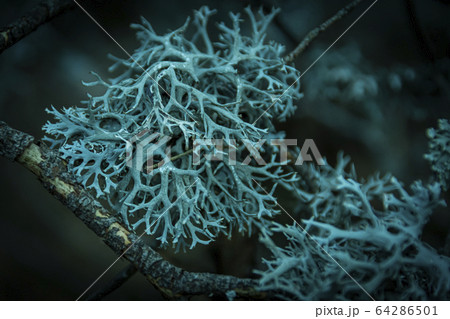oak moss on a pine branch in a forest 64286501