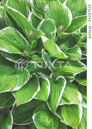 Hosta flower (Funkia, plantain lilies) in the Hosta flower (Funkia, plantain lilies) in the 64287626