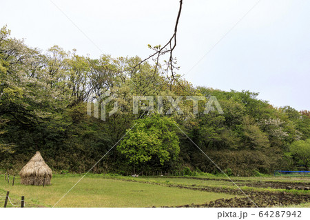 舞岡（春） 64287942