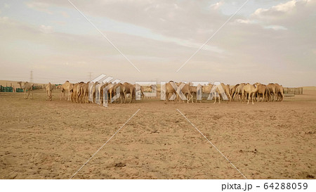 Camel farm in the Arabian desert near Dubai. Camel farm in the Arabian desert near Dubai. 64288059