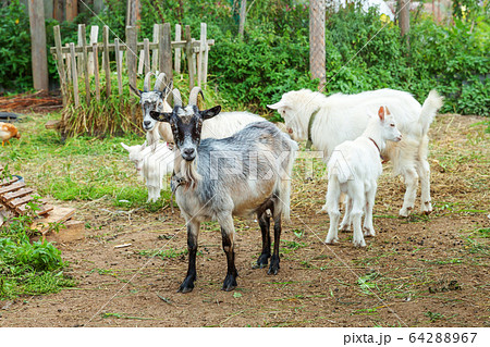 Cute chick goat relaxing in ranch farm in summer 64288967