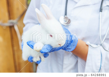 Veterinarian woman with stethoscope holding and Veterinarian woman with stethoscope holding and 64288991