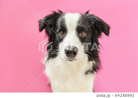 Funny studio portrait of cute smilling puppy dog 64288992