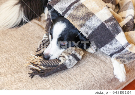 Stay home. Funny portrait of puppy dog border 64289134
