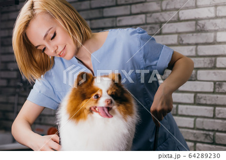 spitz don't afraid of hair cutting spitz don't afraid of hair cutting 64289230