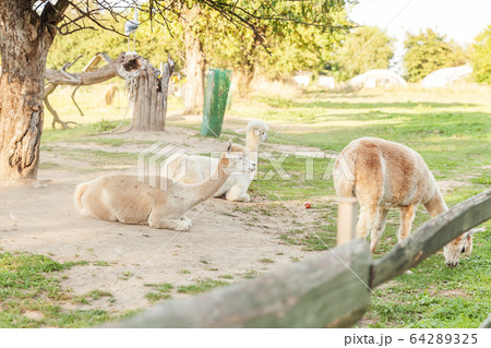Cute alpaca with funny face relaxing on ranch in 64289325