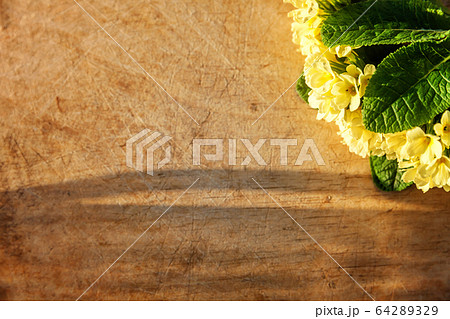 Easter concept. Primrose Primula with yellow 64289329