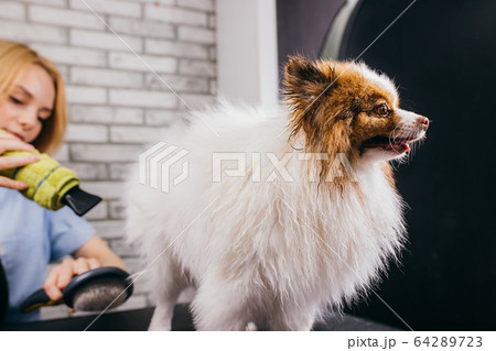 careful groomer blow dry dog's hair 64289723
