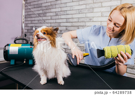 professional groomer handle with pet spitz in salon 64289738