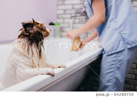 adorable pet dog take shower in bath before grooming 64289750