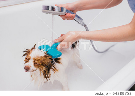 beautiful pet spitz get hygienic shower 64289752