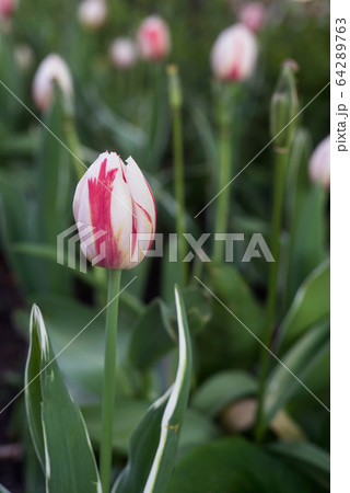 Group of red and white tulips in a public garden 64289763