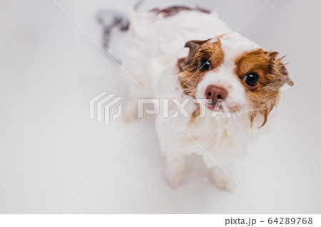beautiful pet spitz get shower in bath 64289768