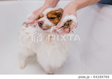 beautiful pet spitz get shower in bath beautiful pet spitz get shower in bath 64289769