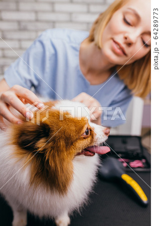 hosts brought domestic pet spitz for grooming 64289773