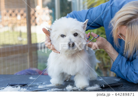 General view of grooming of West Highland White 64289871