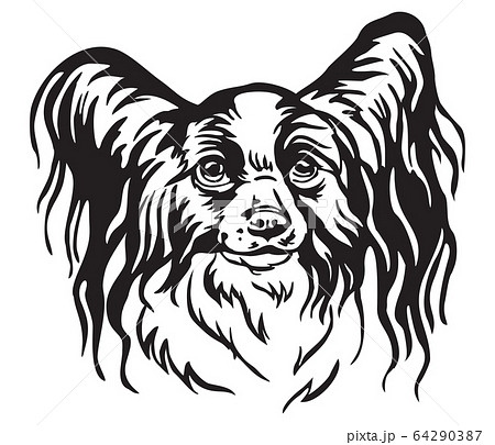 Decorative Portrait Of Papillon Dog Vectorのイラスト素材