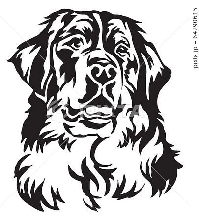 Decorative Portrait Of Bernese Mountain Dog Vectorのイラスト素材