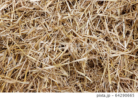 Straw, hay background texture 64290665